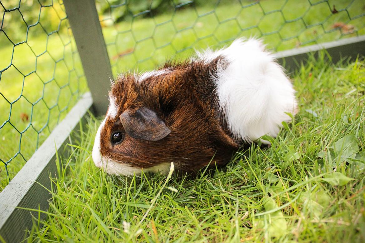 Marsvin Teemo billede 4