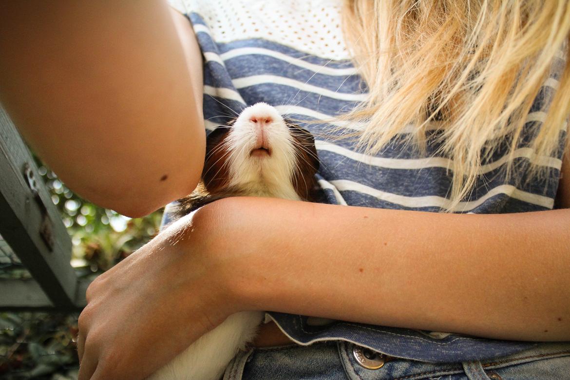 Marsvin Teemo billede 5