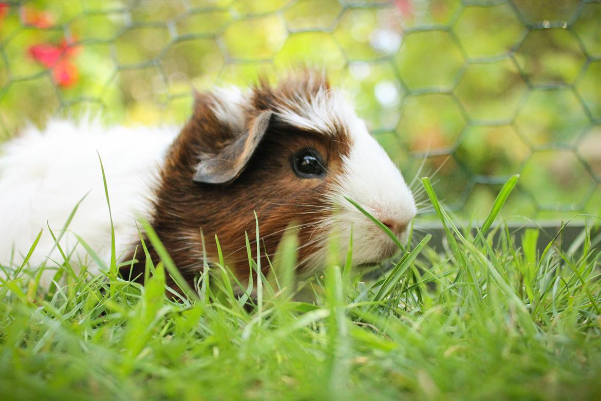 Marsvin Teemo billede 1