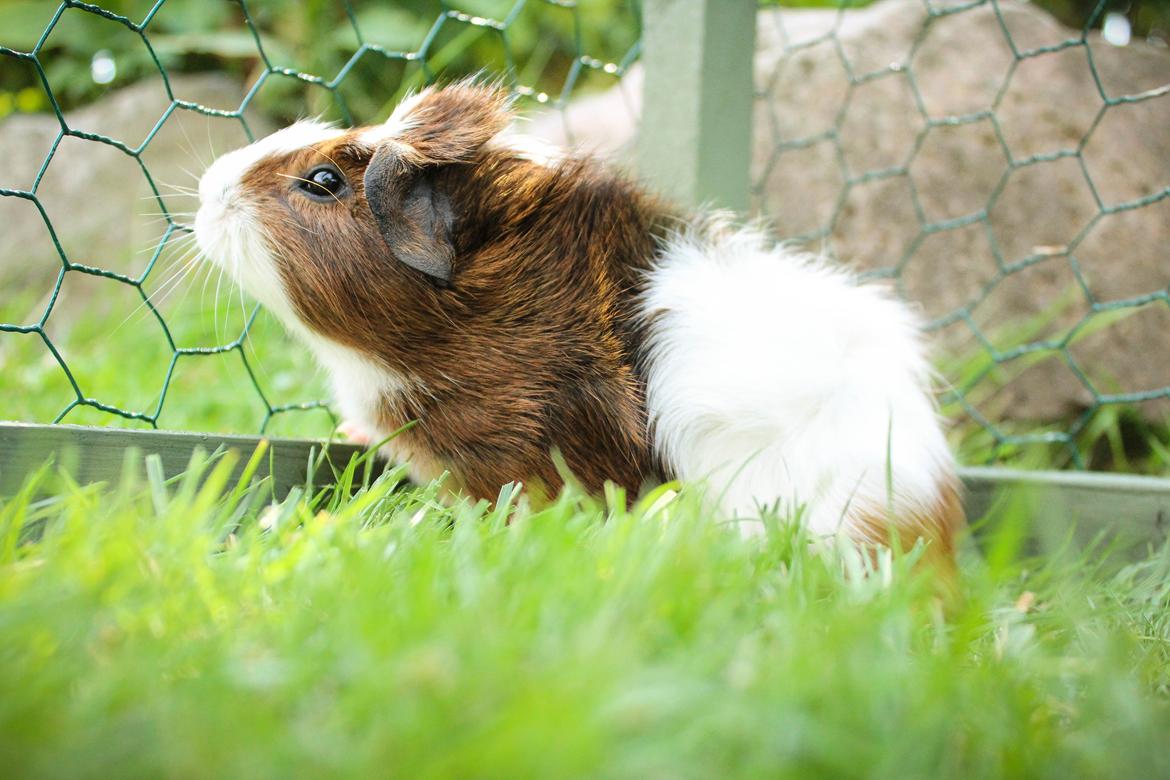 Marsvin Teemo billede 7