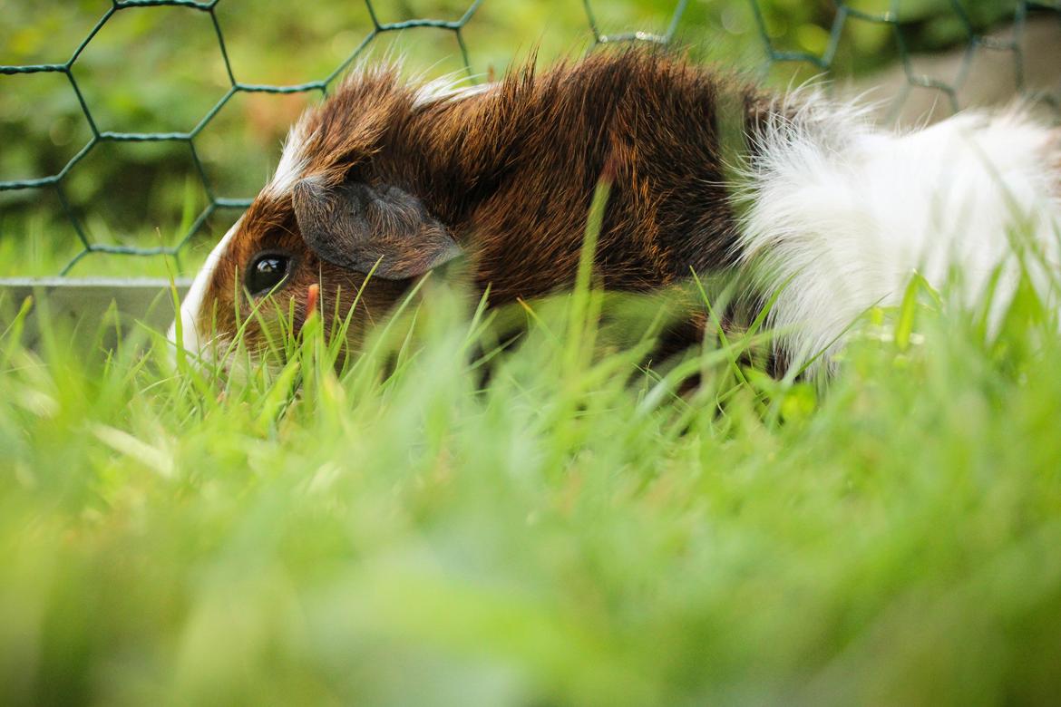 Marsvin Teemo billede 6