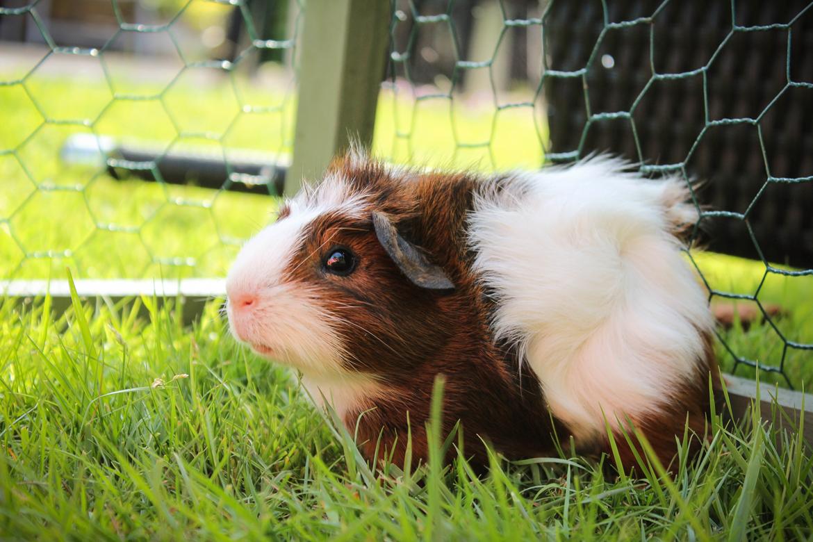 Marsvin Teemo billede 2