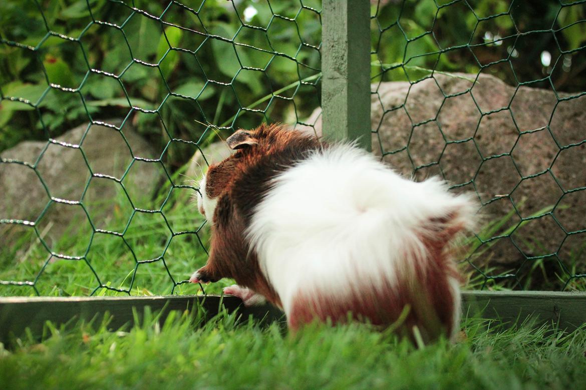 Marsvin Teemo billede 8