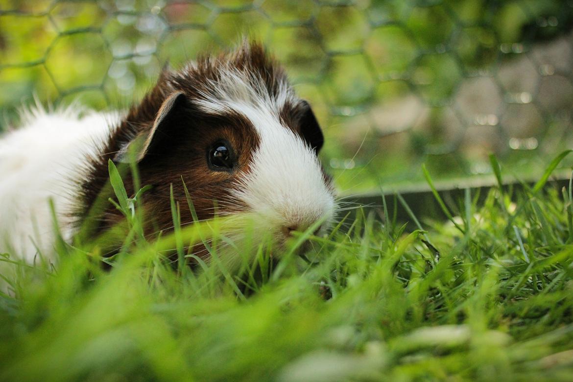 Marsvin Teemo billede 10