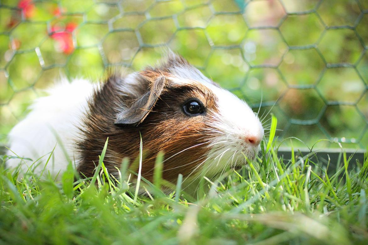 Marsvin Teemo billede 11