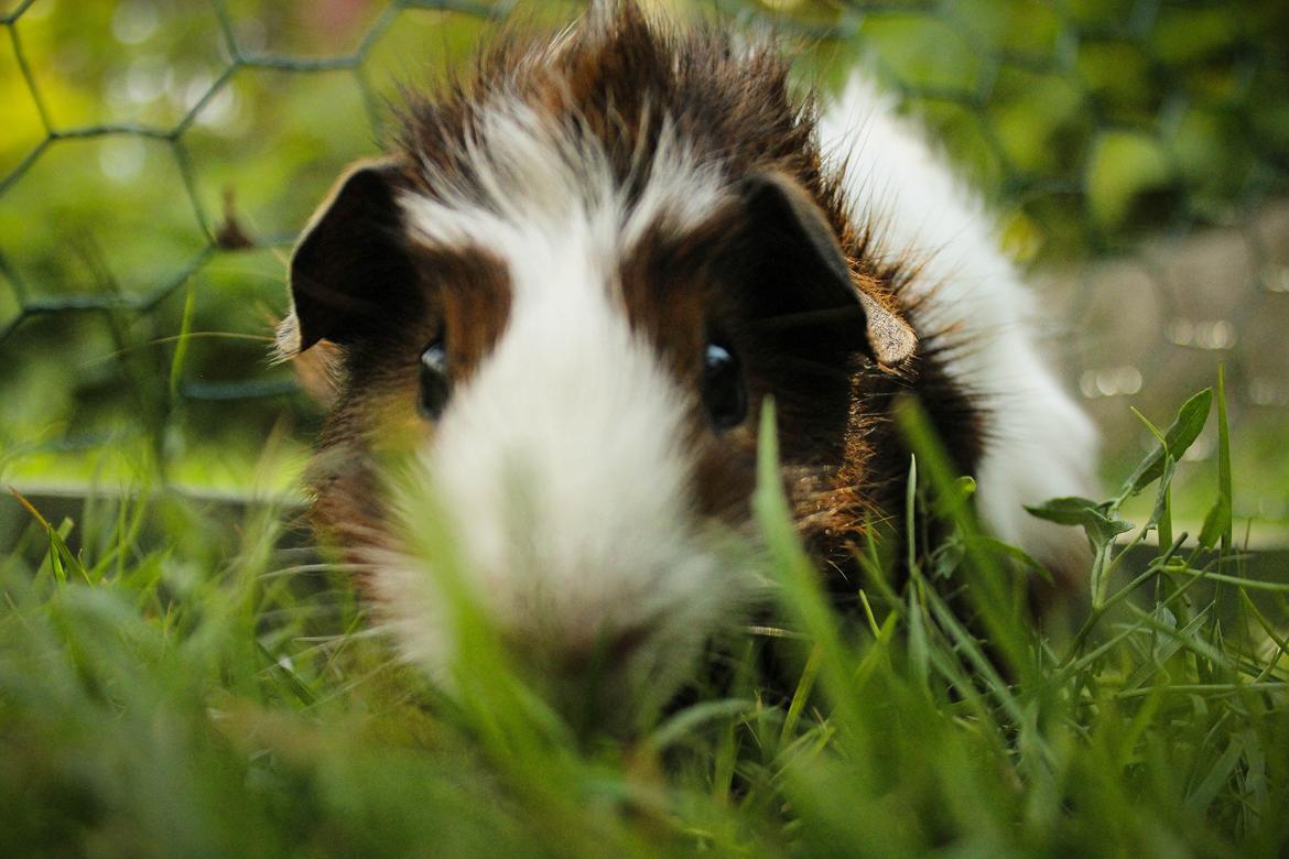 Marsvin Teemo billede 9