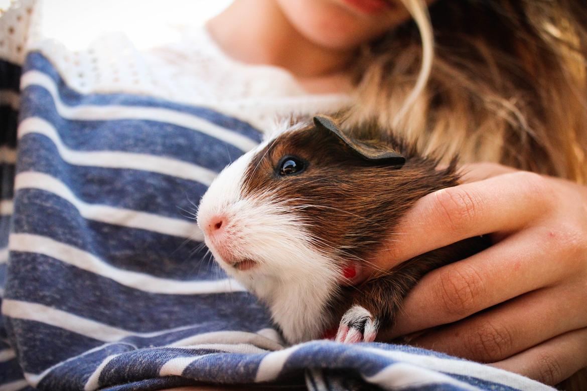 Marsvin Teemo billede 12