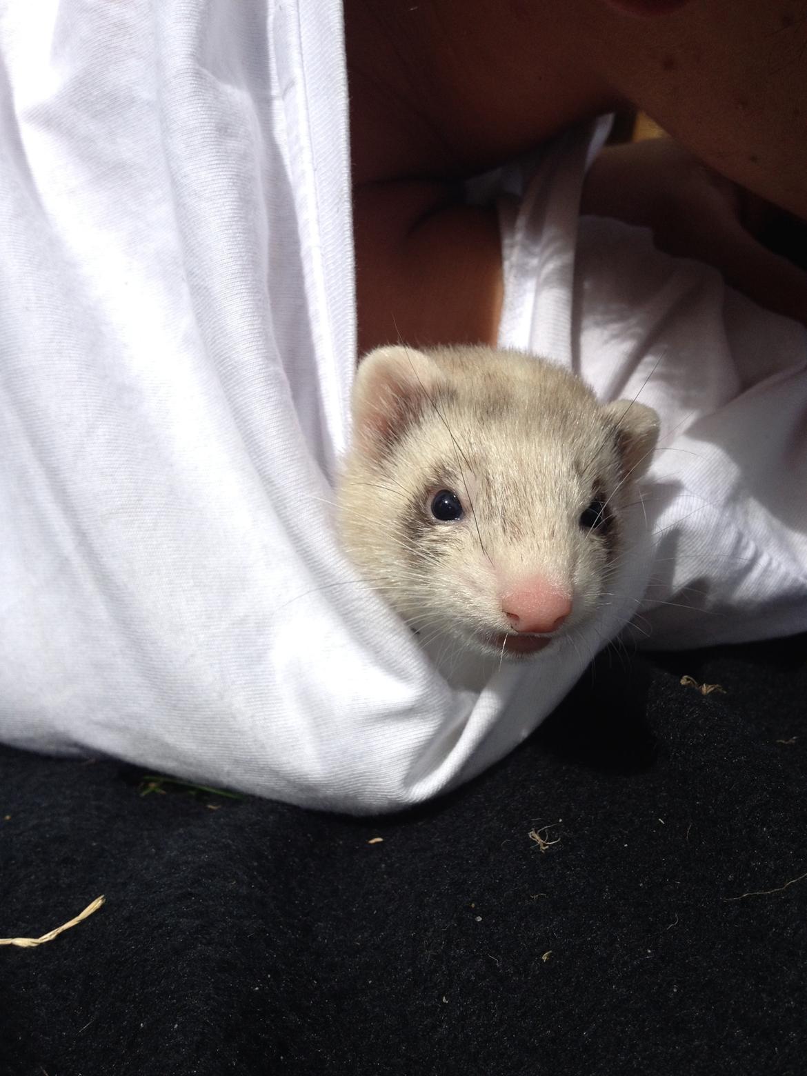 Ilder Mercedes - "kan jeg ikke bare få lkov til at ligge her hele dagen?" :D  billede 1