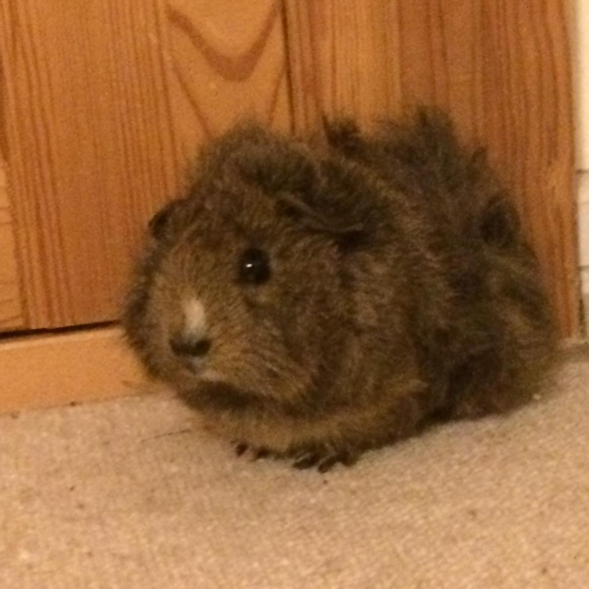 Marsvin Brownie billede 1