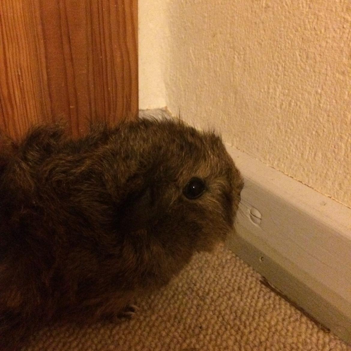 Marsvin Brownie billede 3