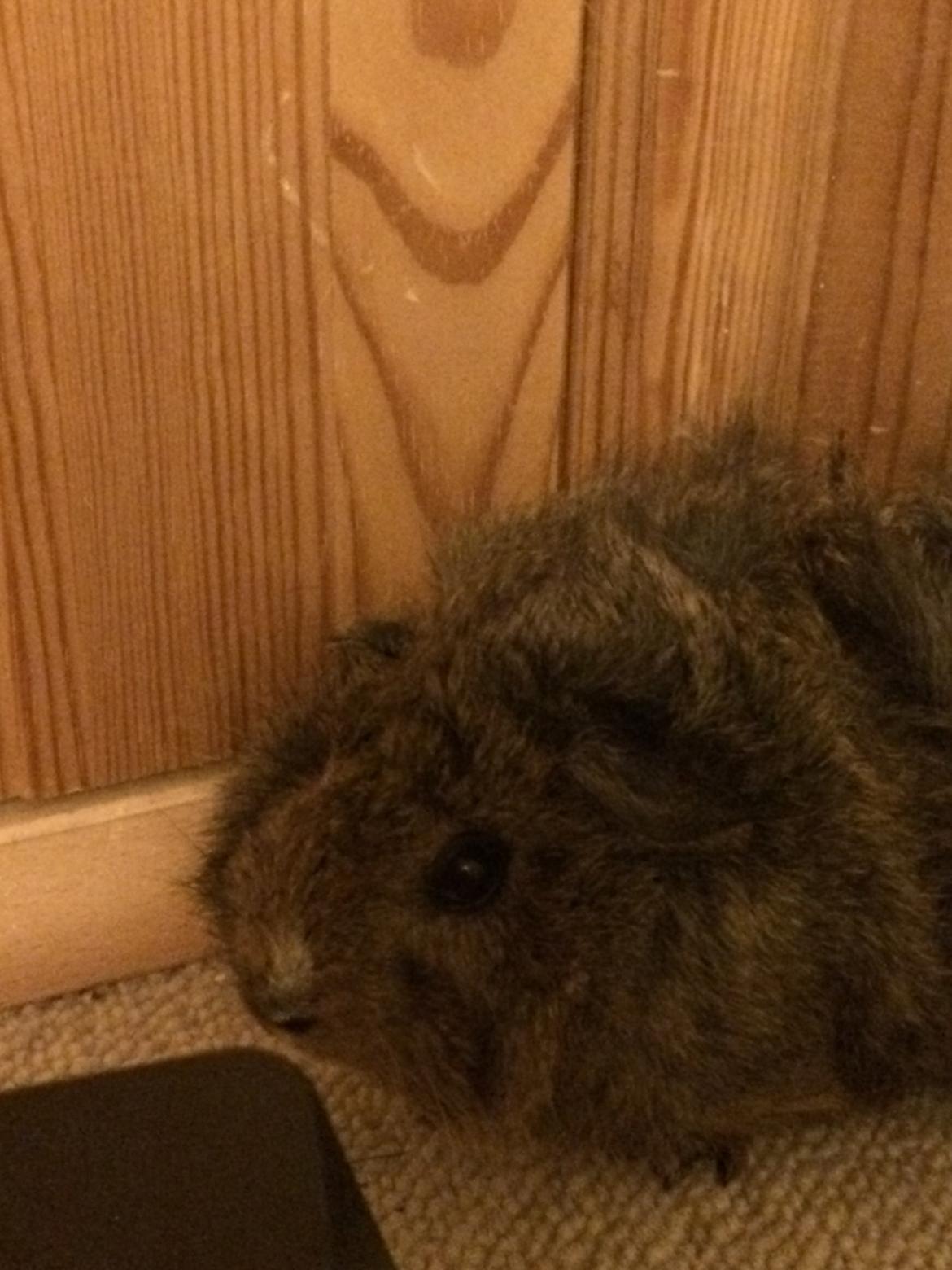 Marsvin Brownie billede 4