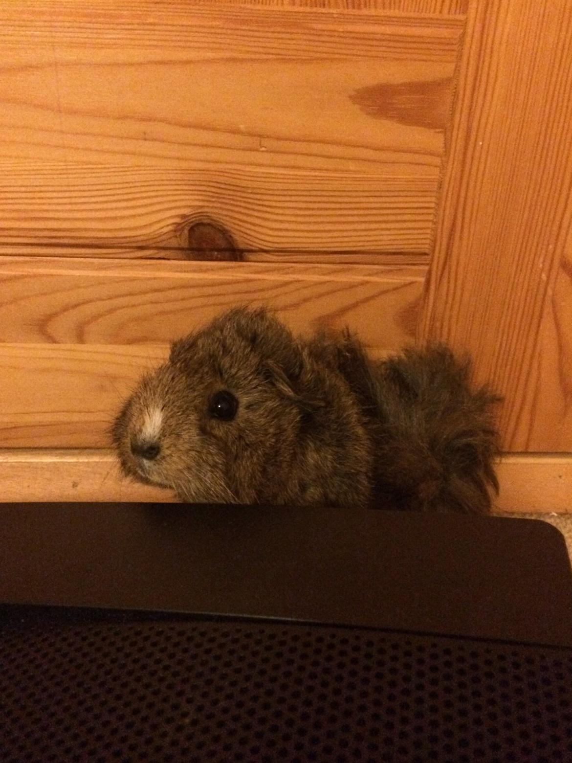 Marsvin Brownie billede 6