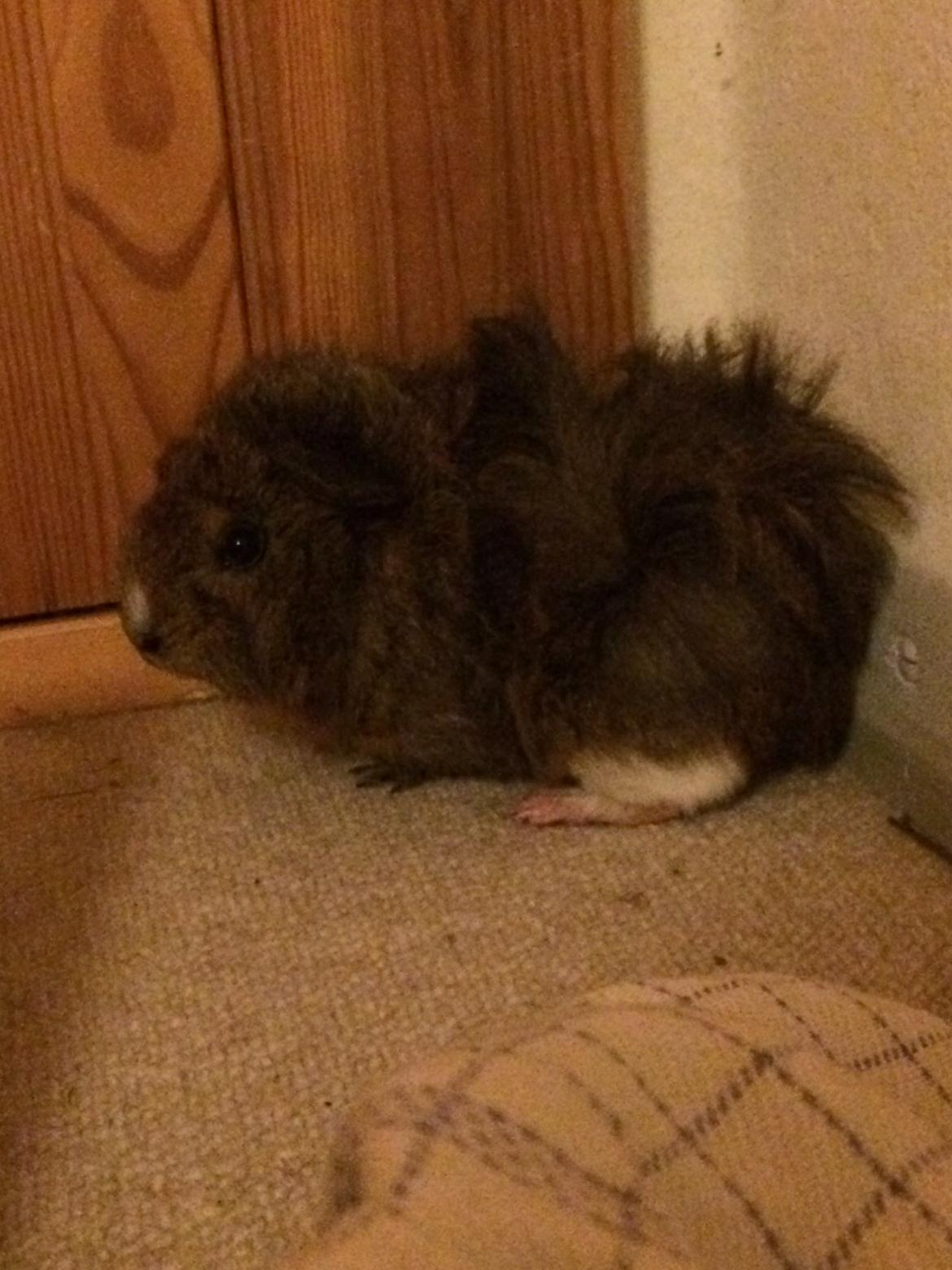 Marsvin Brownie billede 5