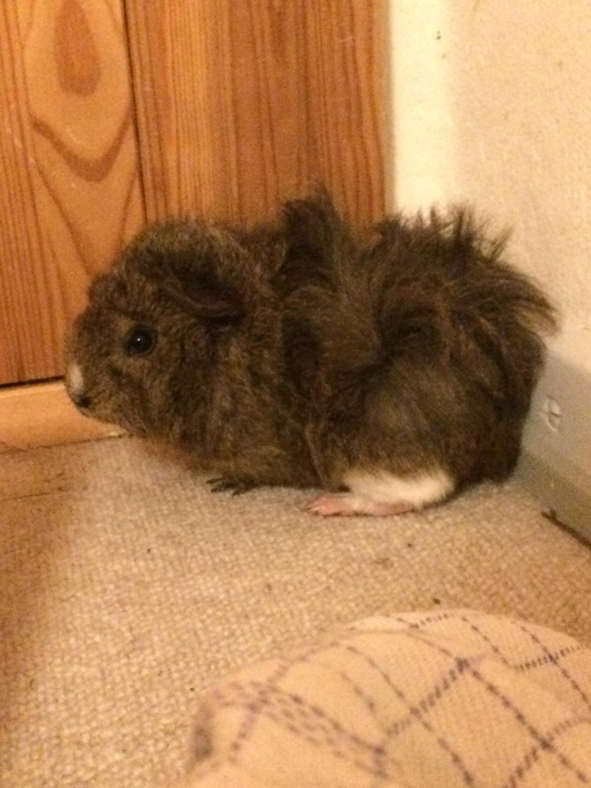 Marsvin Brownie billede 7