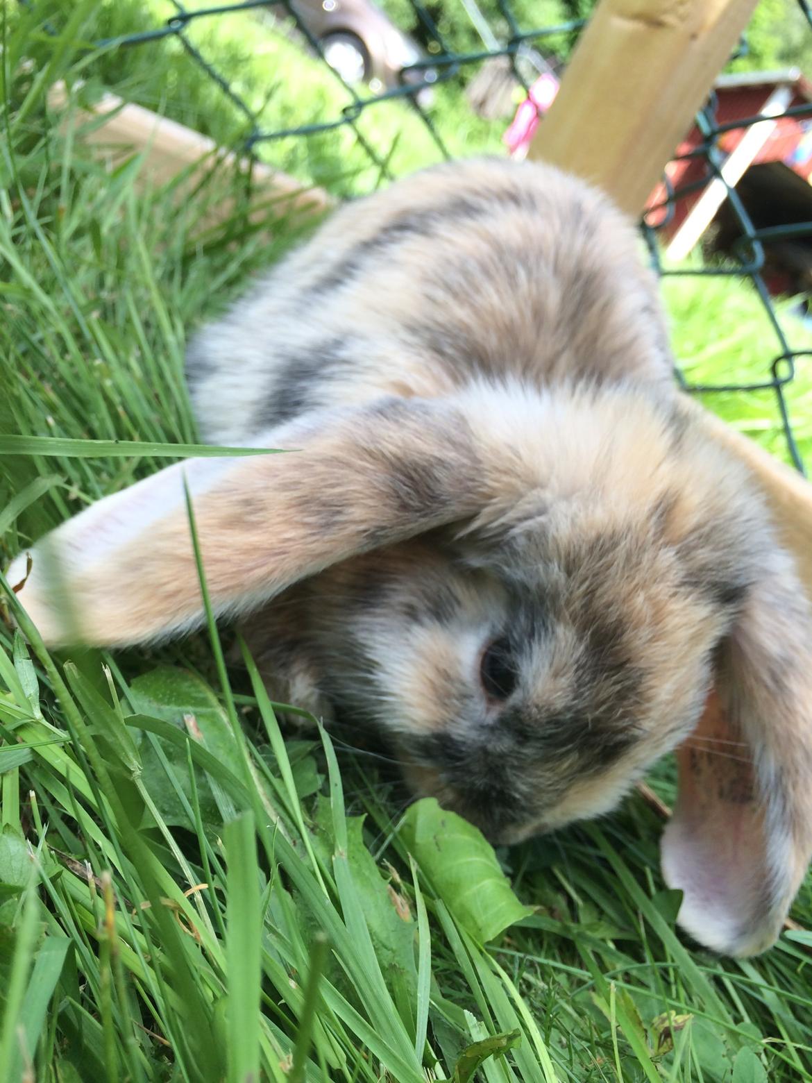 Kanin Snuske billede 1