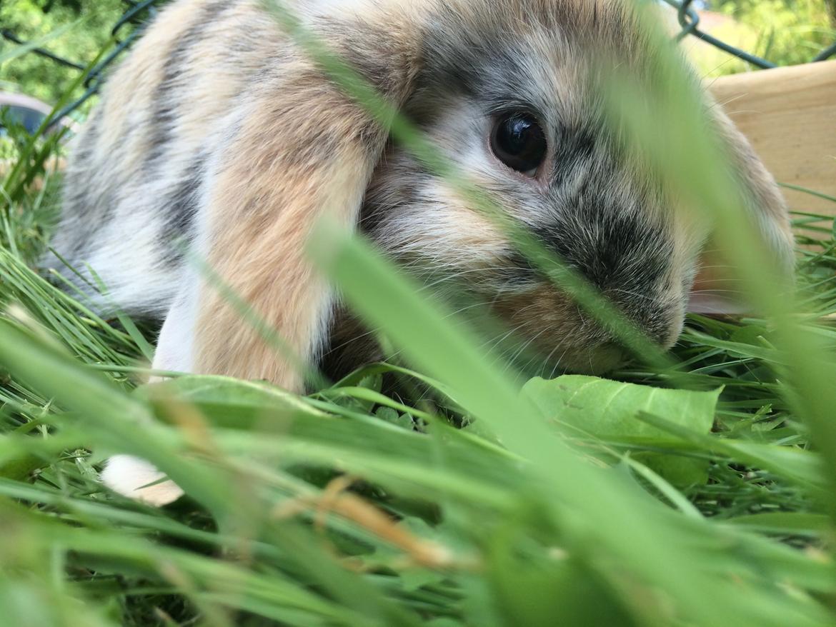 Kanin Snuske billede 2