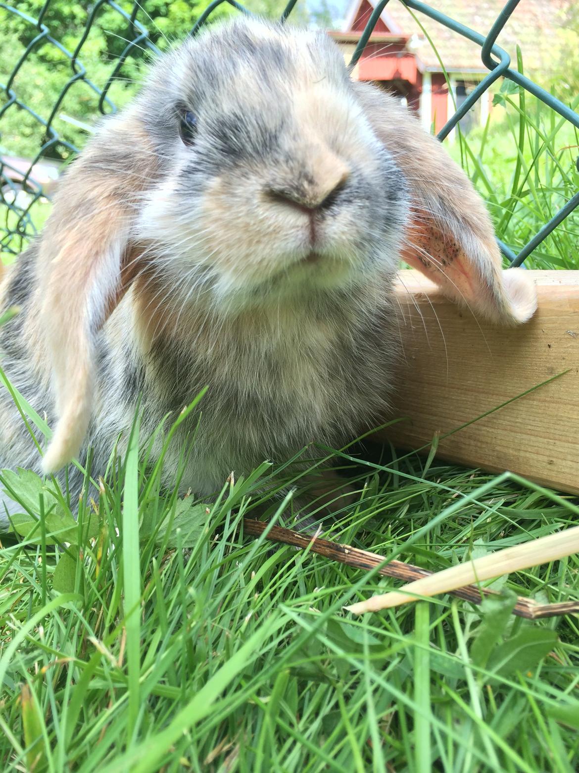 Kanin Snuske billede 3