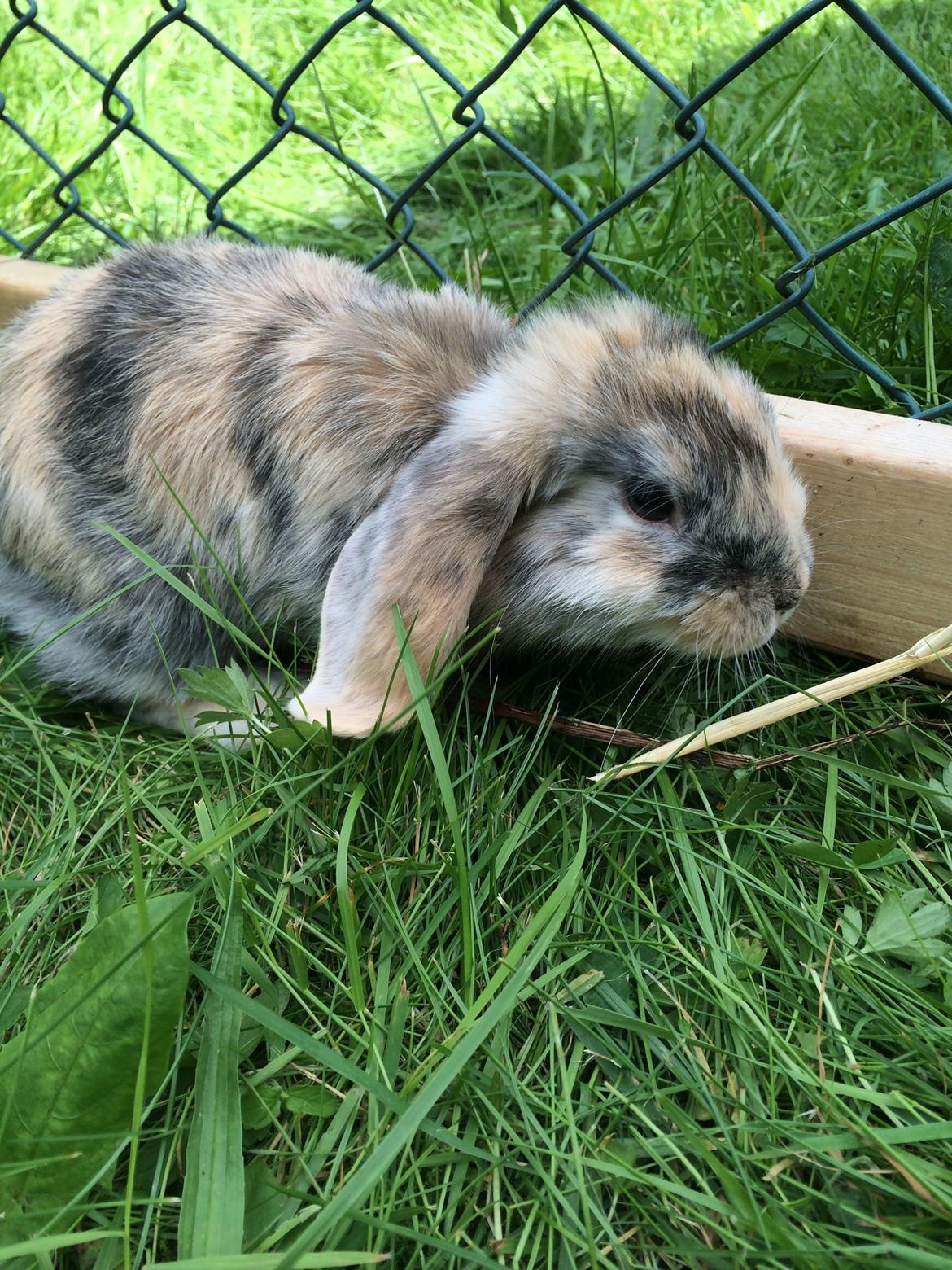 Kanin Snuske billede 4