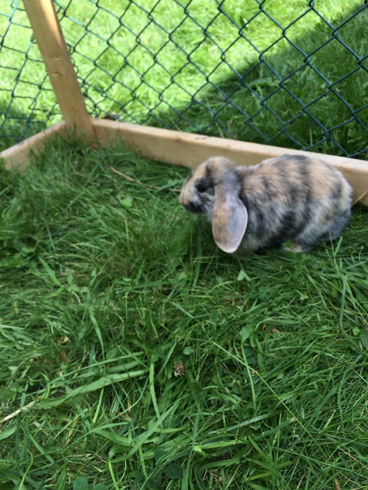 Kanin Snuske billede 5