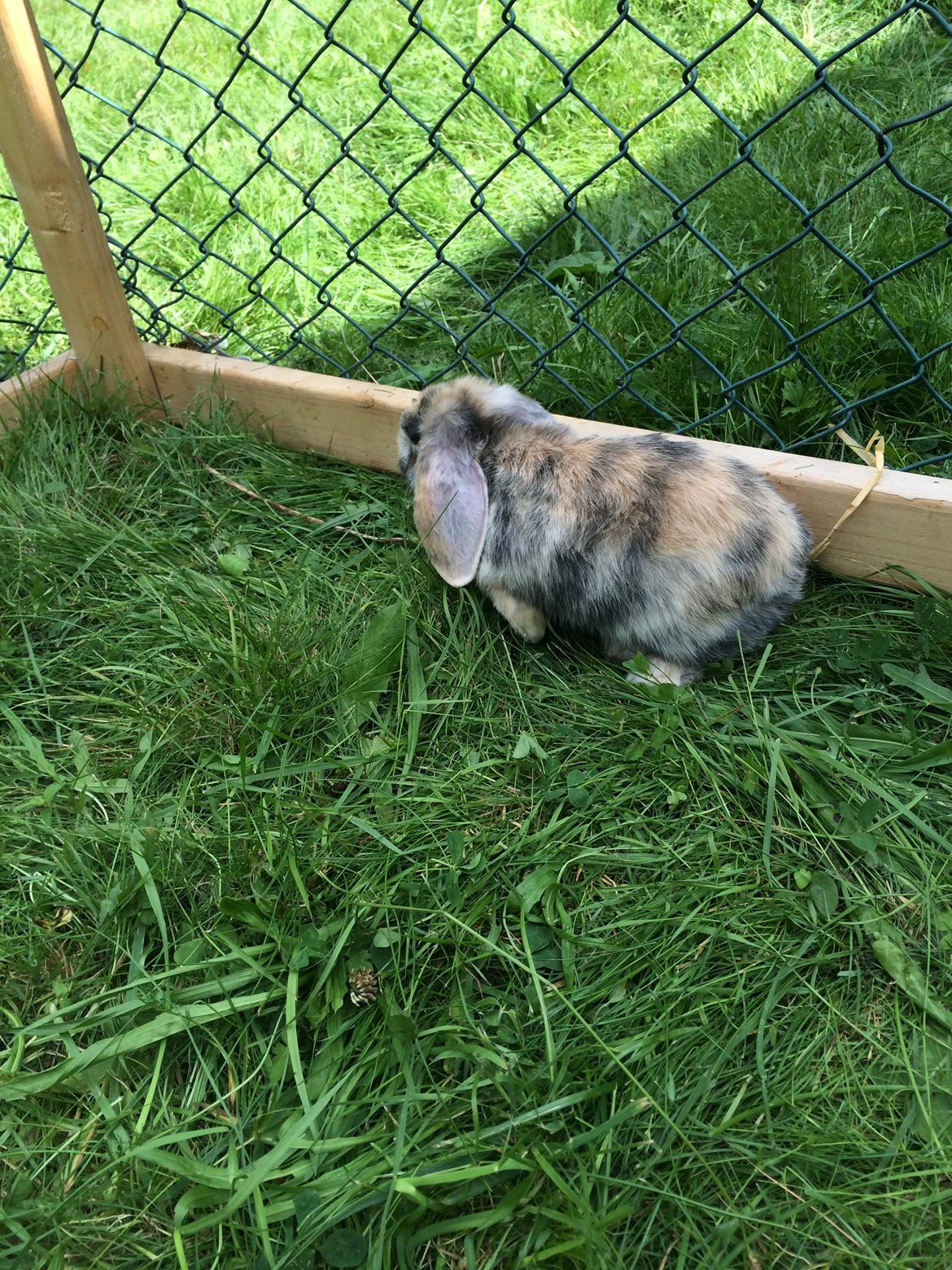 Kanin Snuske billede 6