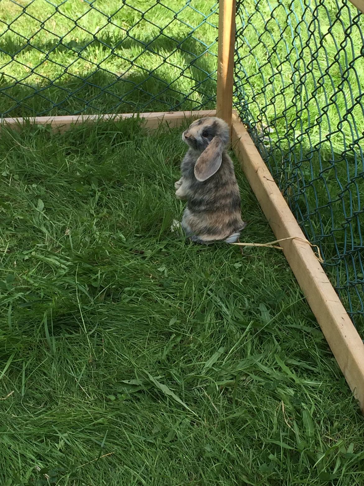 Kanin Snuske billede 7