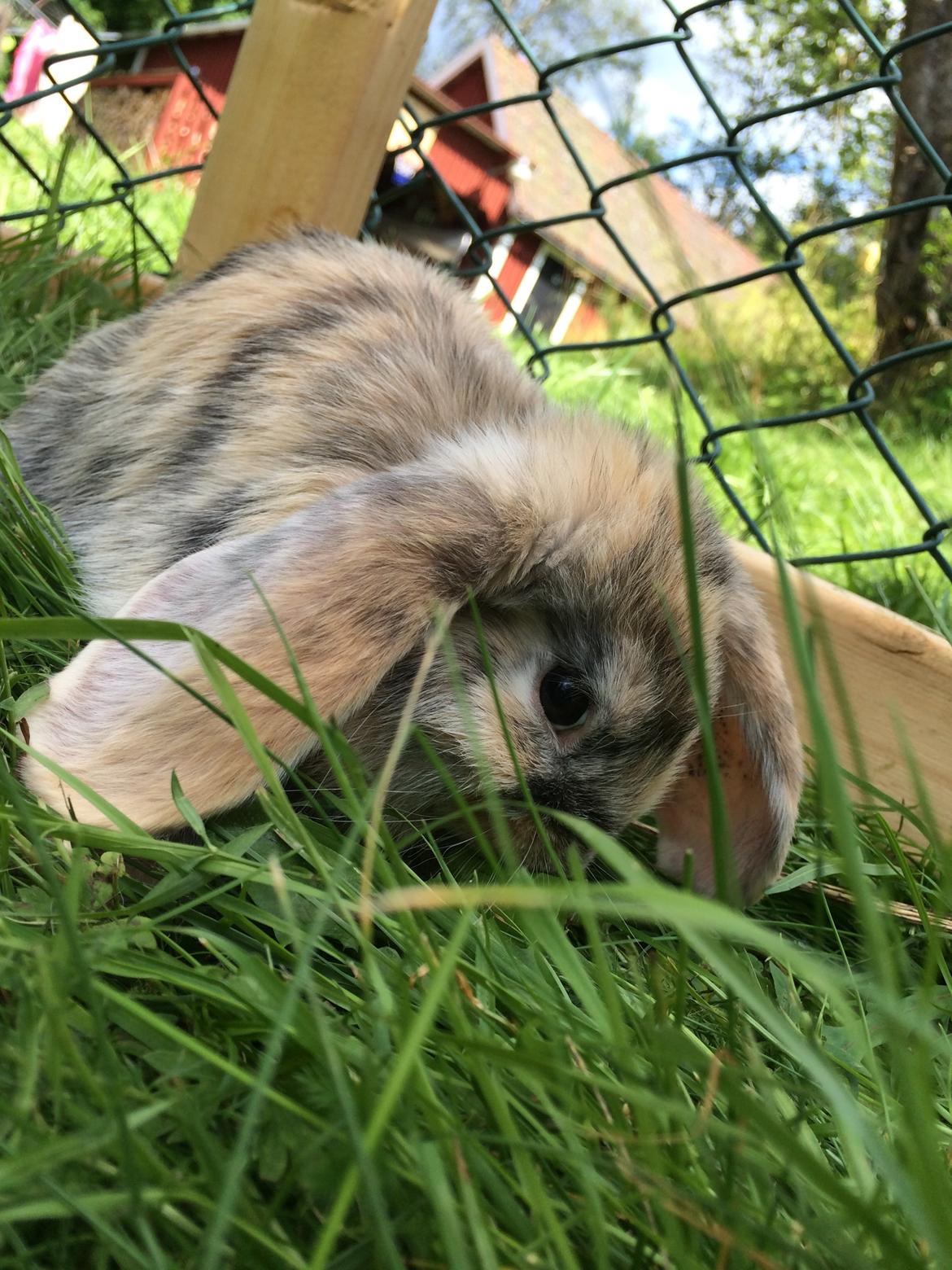 Kanin Snuske billede 8