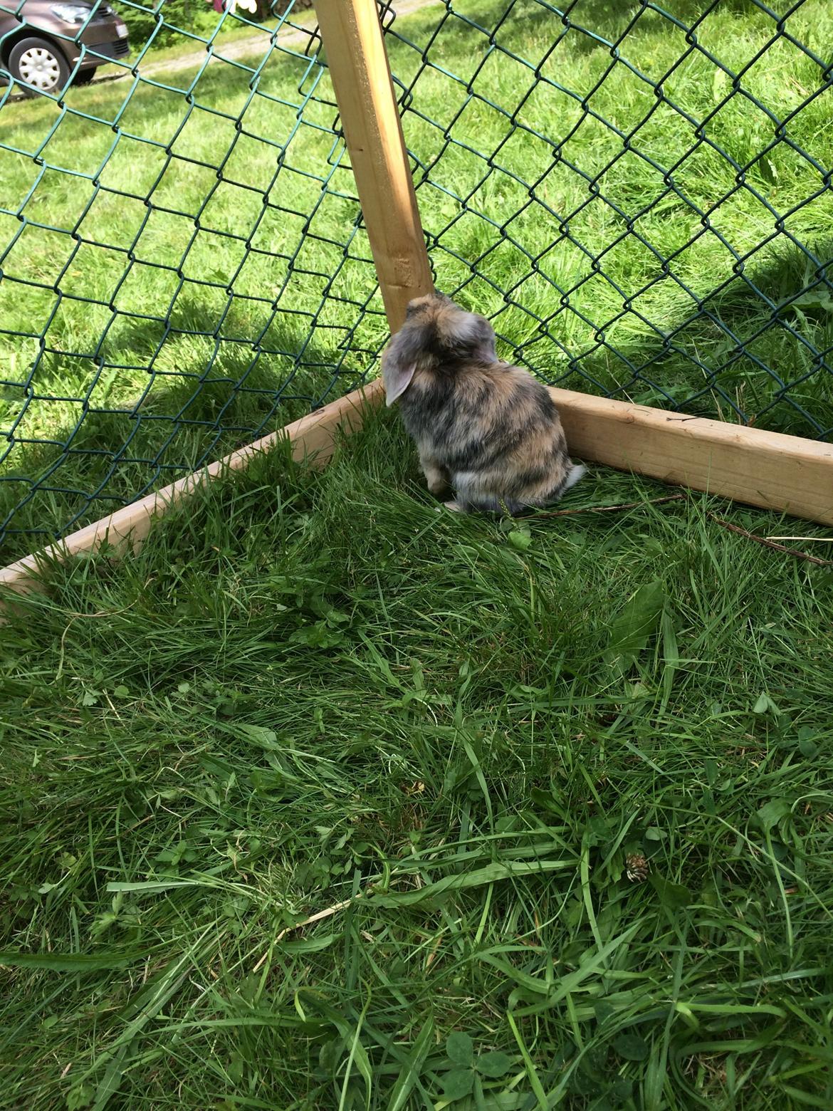 Kanin Snuske billede 9