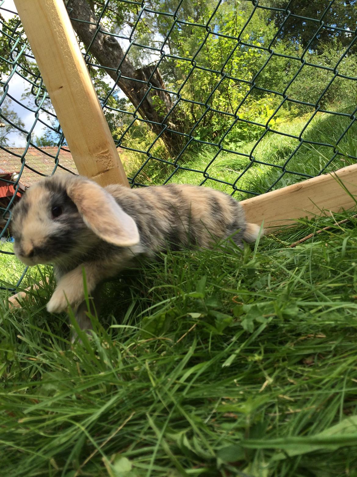 Kanin Snuske billede 10