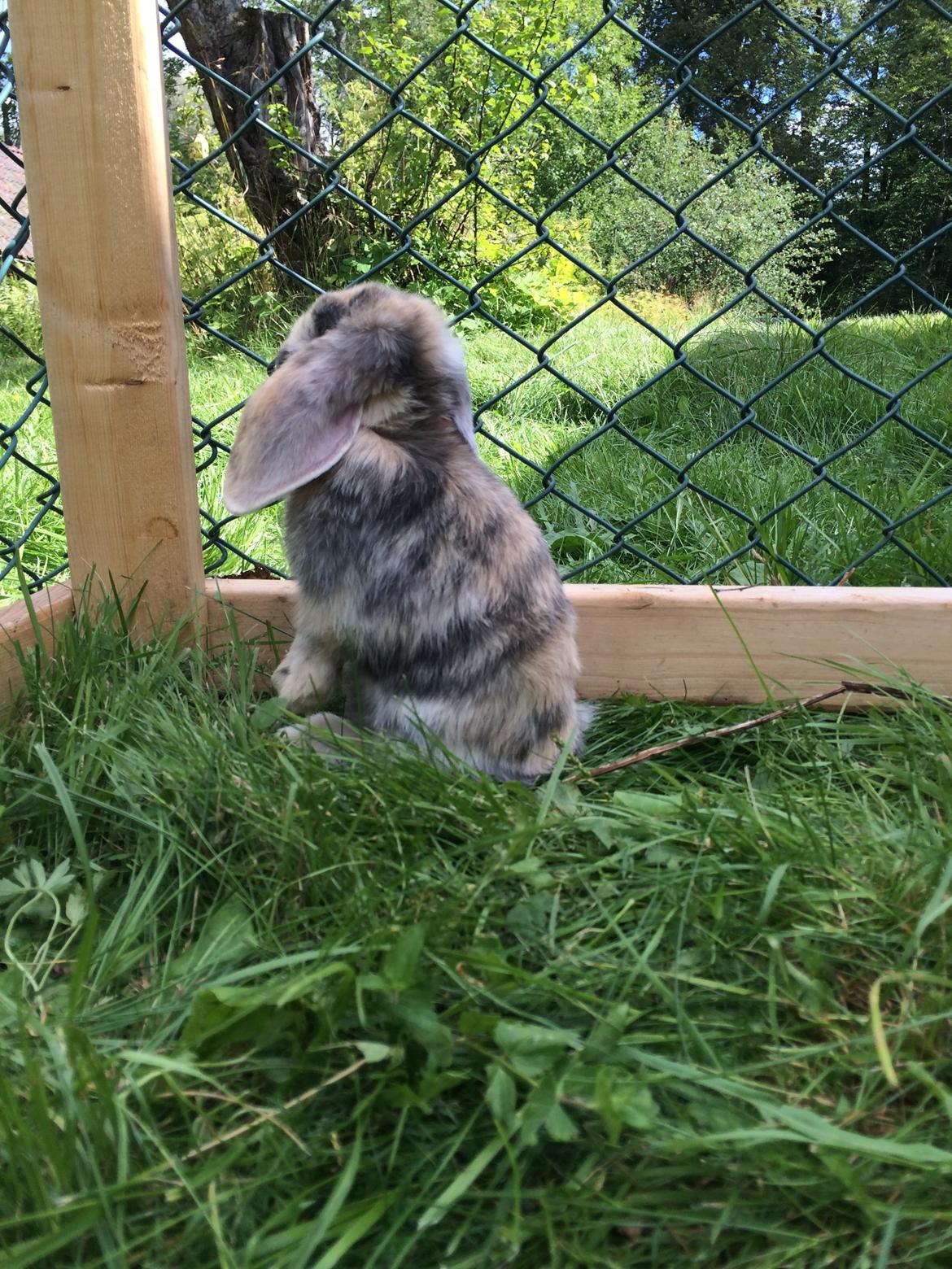 Kanin Snuske billede 11