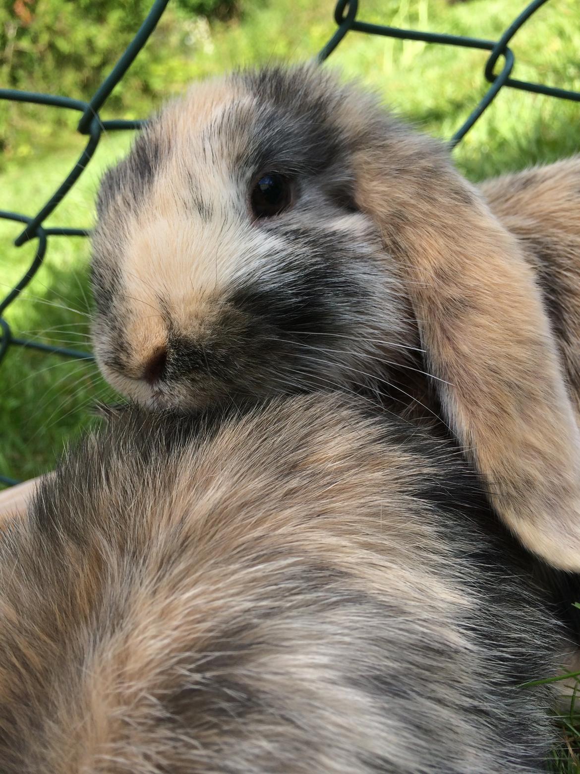 Kanin Snuske billede 12