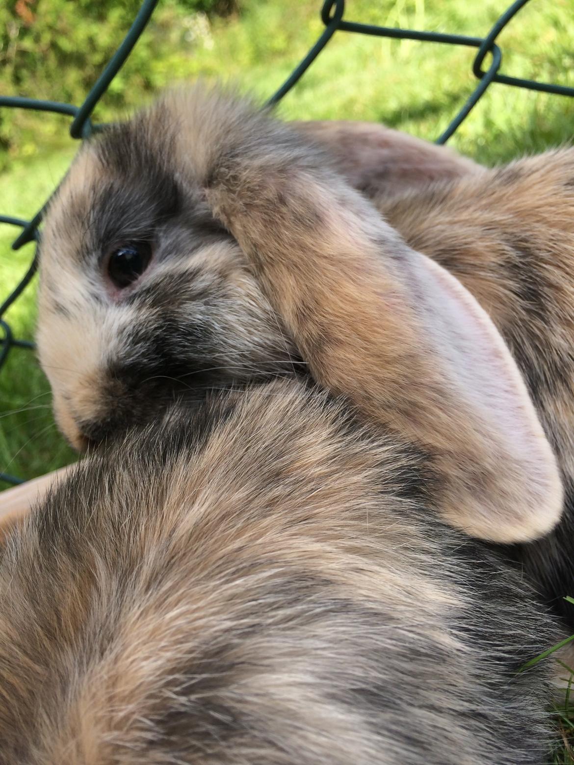 Kanin Snuske billede 13