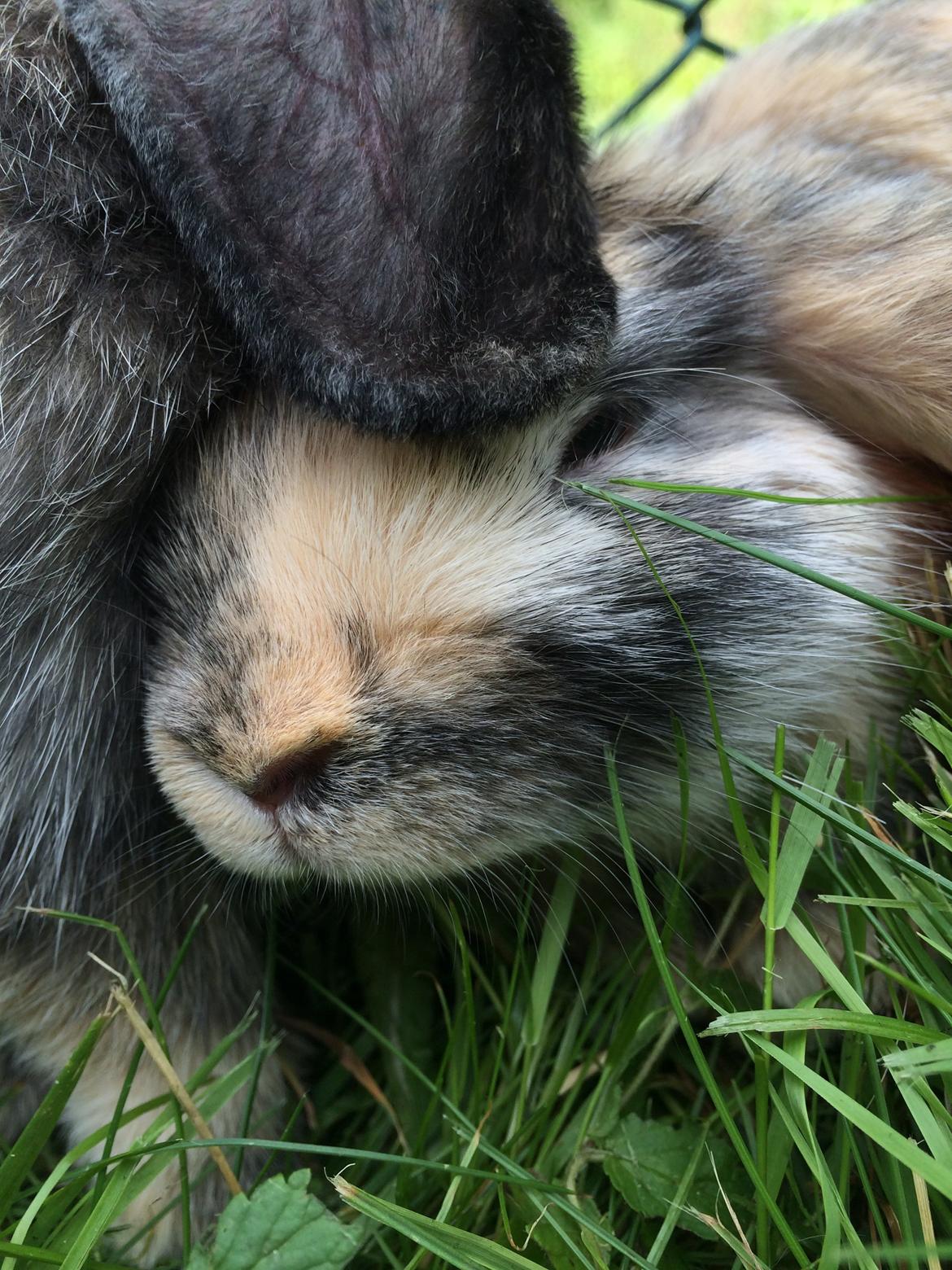 Kanin Snuske billede 14