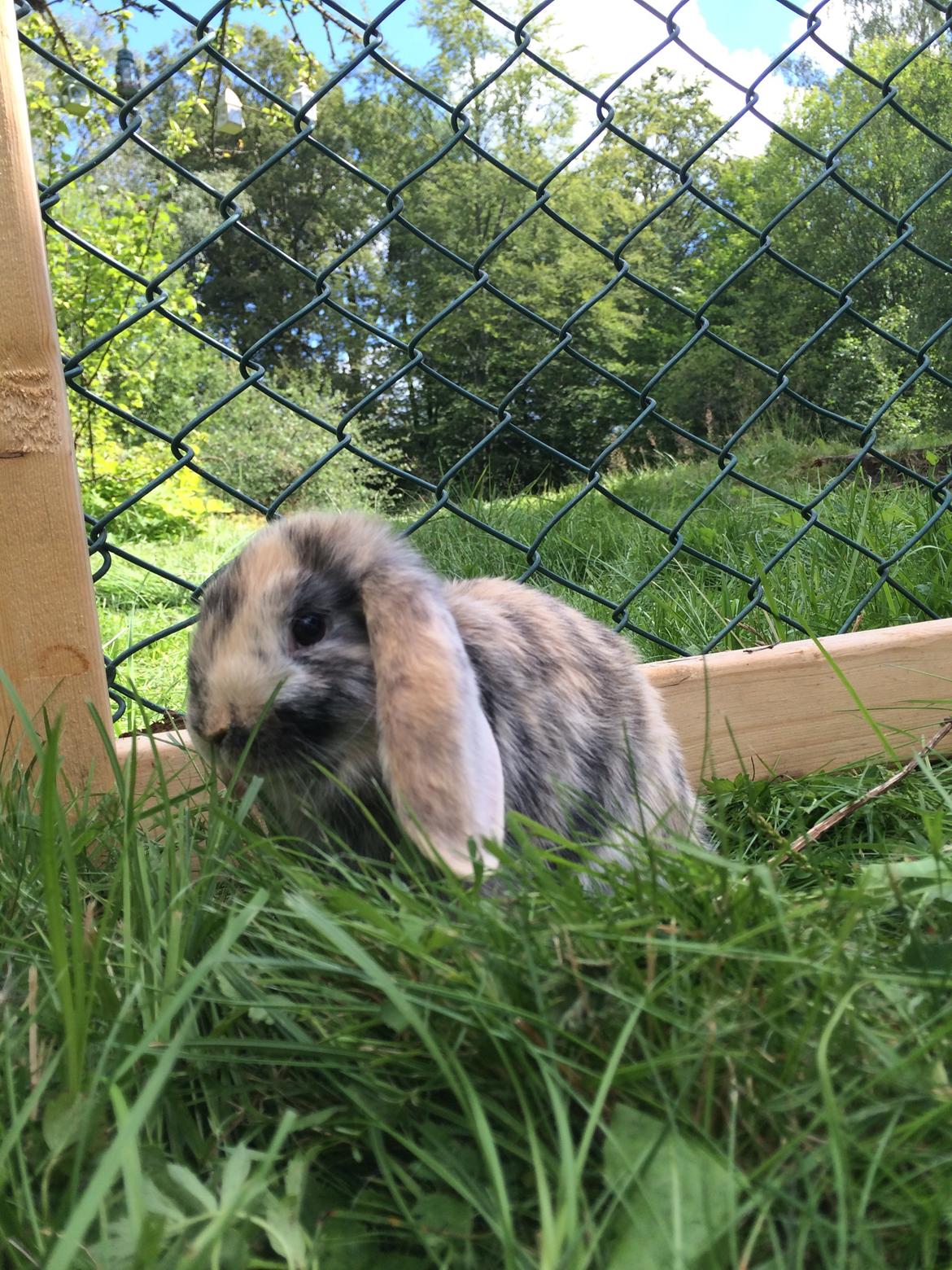 Kanin Snuske billede 15