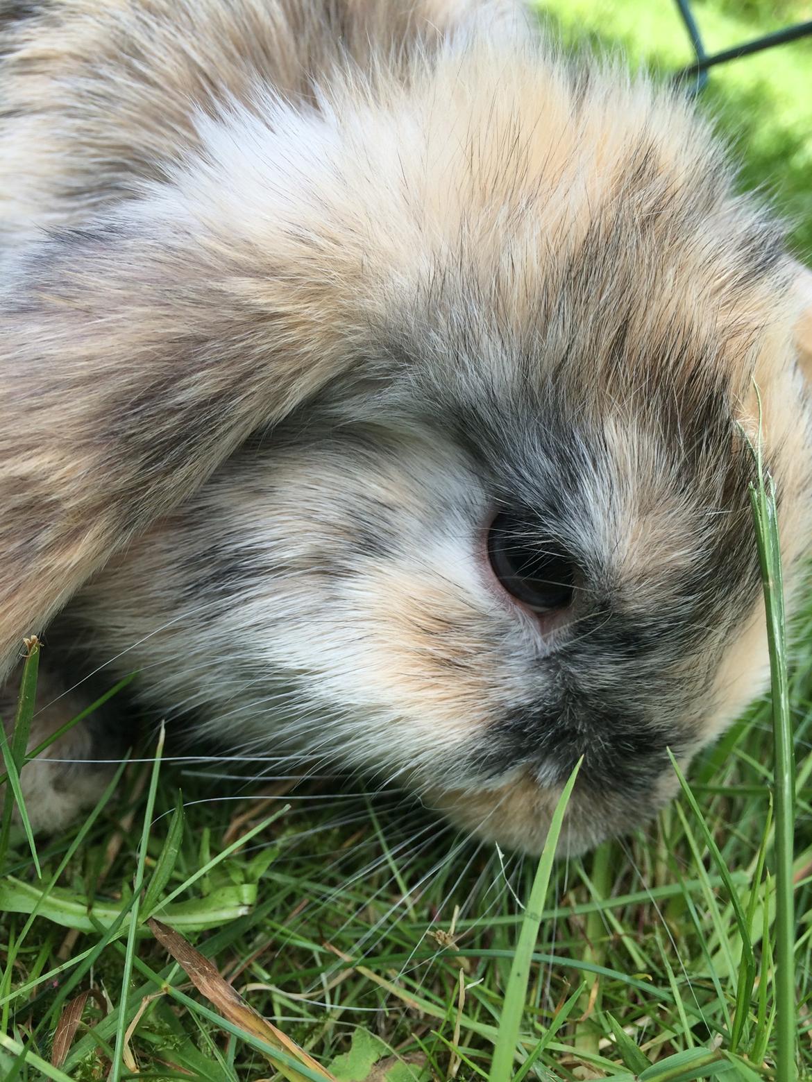 Kanin Snuske billede 16