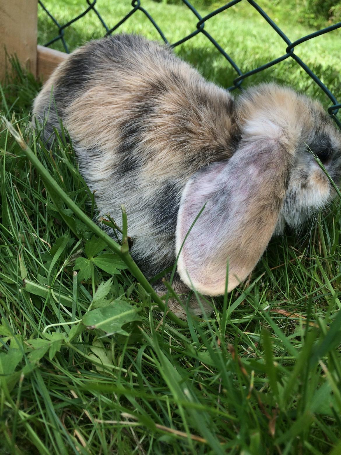 Kanin Snuske billede 17