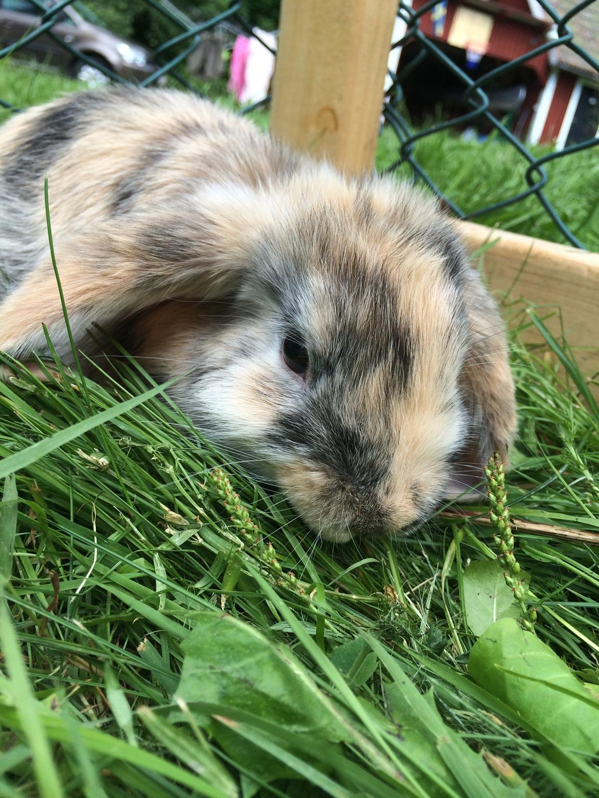 Kanin Snuske billede 18