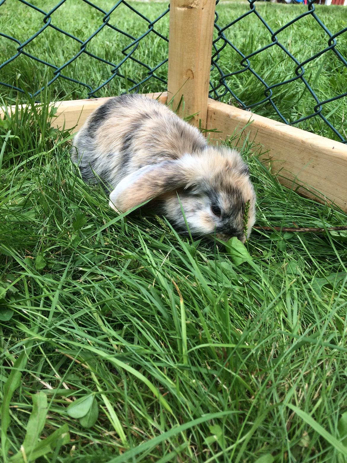 Kanin Snuske billede 19