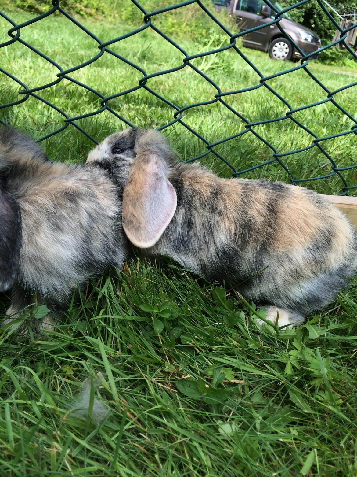 Kanin Snuske billede 20