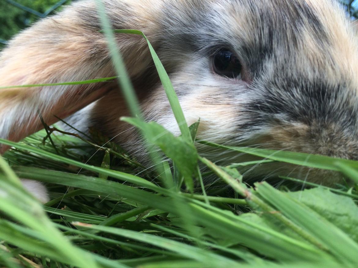 Kanin Snuske billede 21