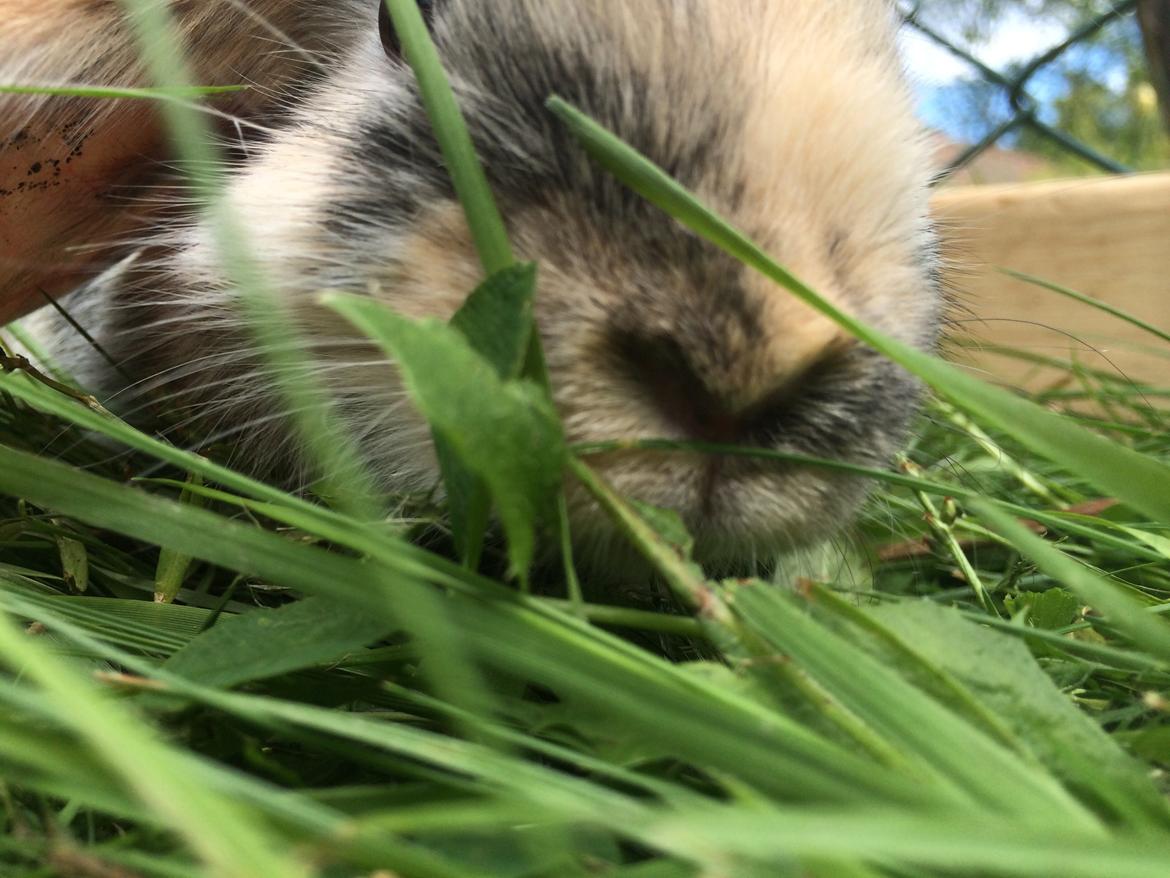 Kanin Snuske billede 22