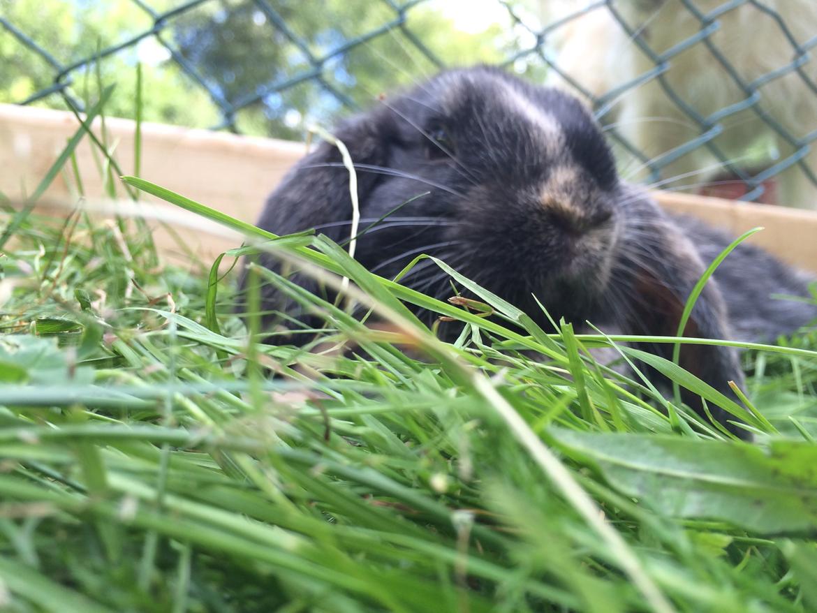 Kanin Stampe billede 1