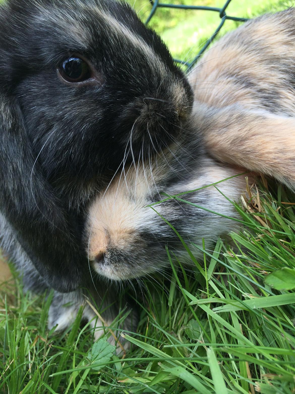 Kanin Stampe billede 9