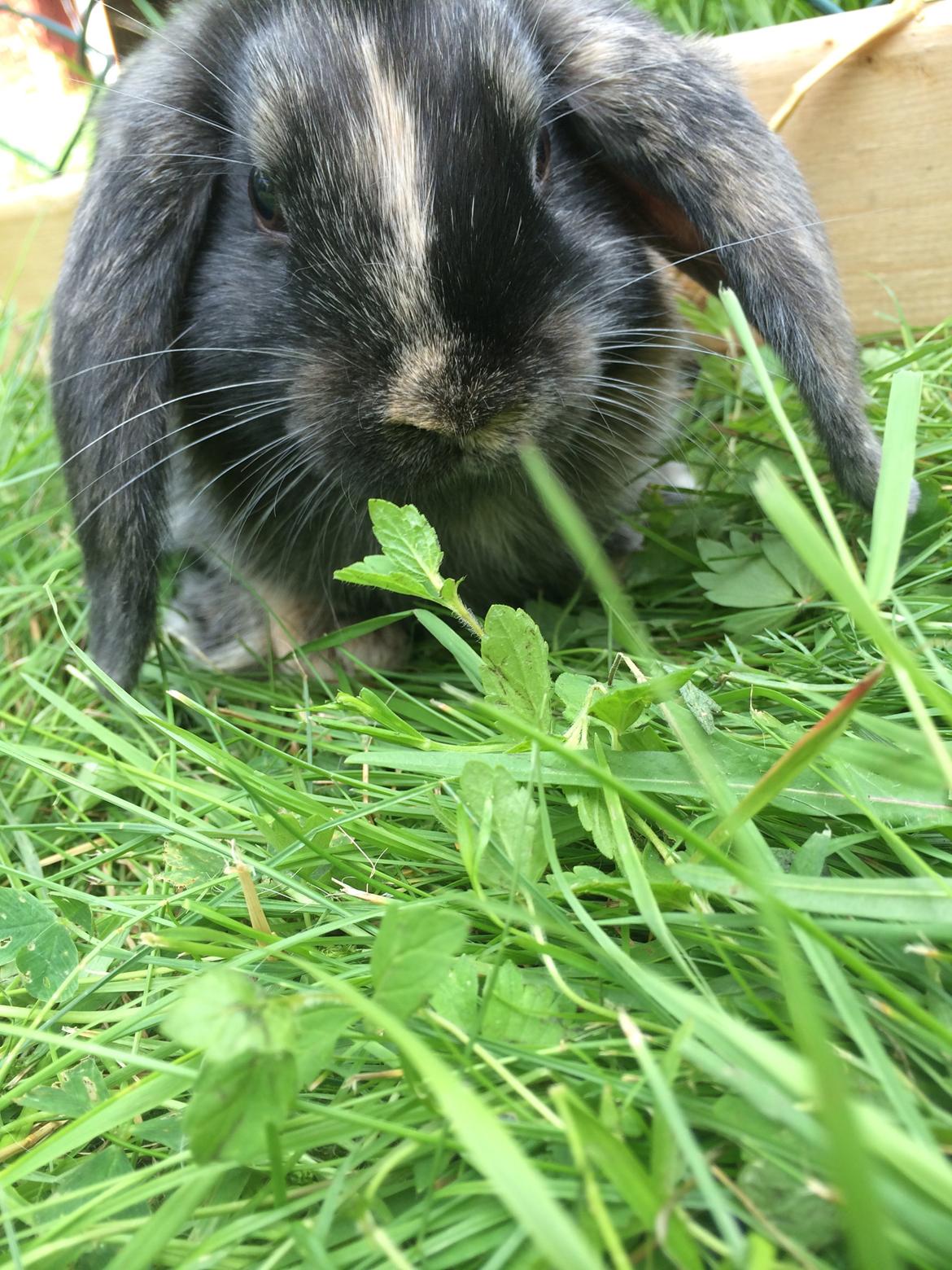 Kanin Stampe billede 10