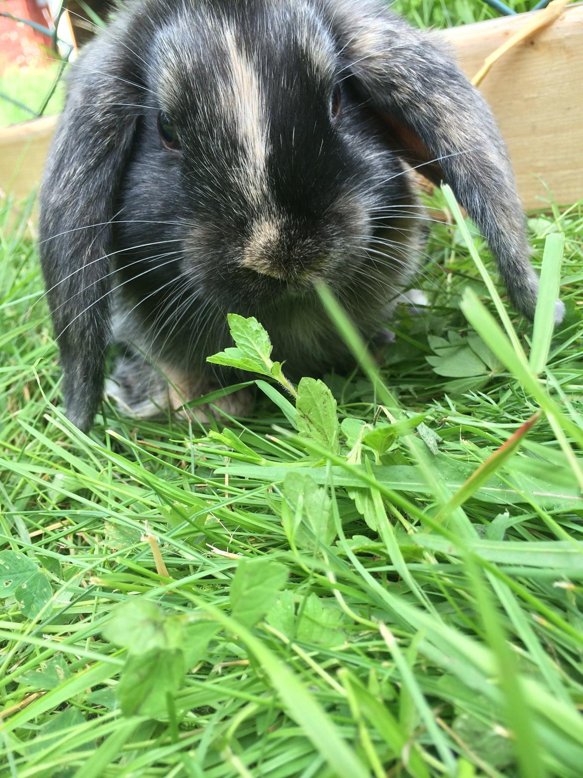 Kanin Stampe billede 11