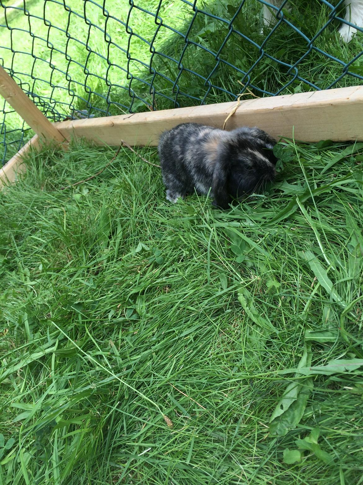 Kanin Stampe billede 12