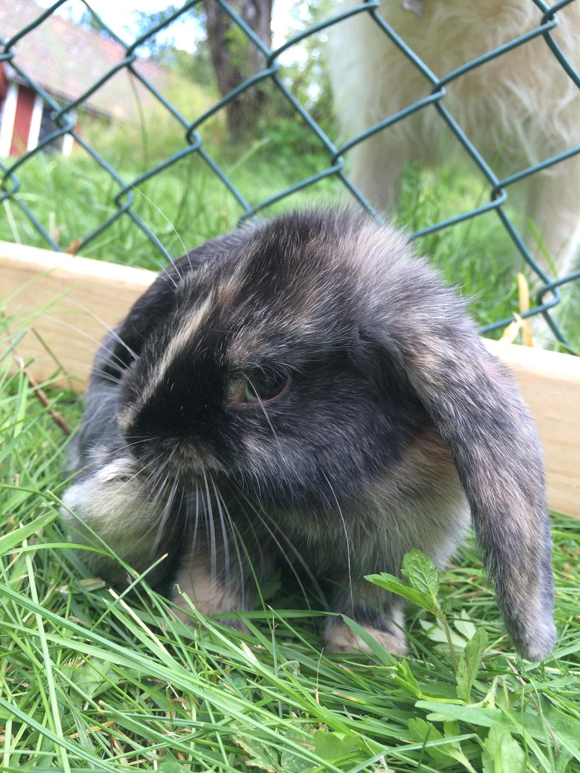 Kanin Stampe billede 13