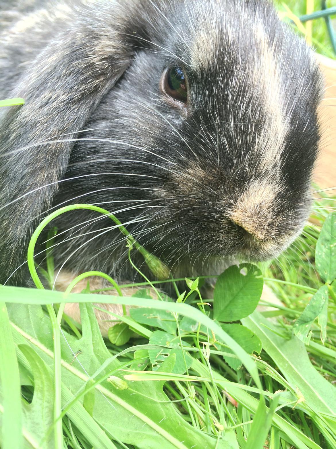 Kanin Stampe billede 14