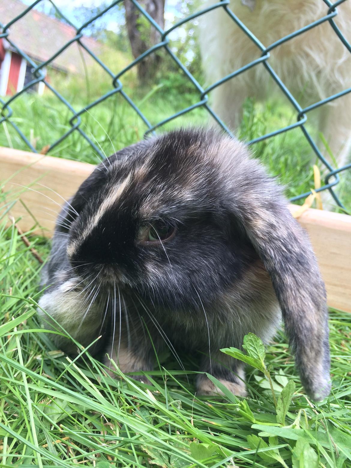 Kanin Stampe billede 15