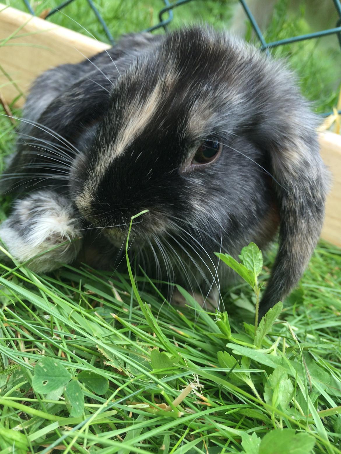 Kanin Stampe billede 16