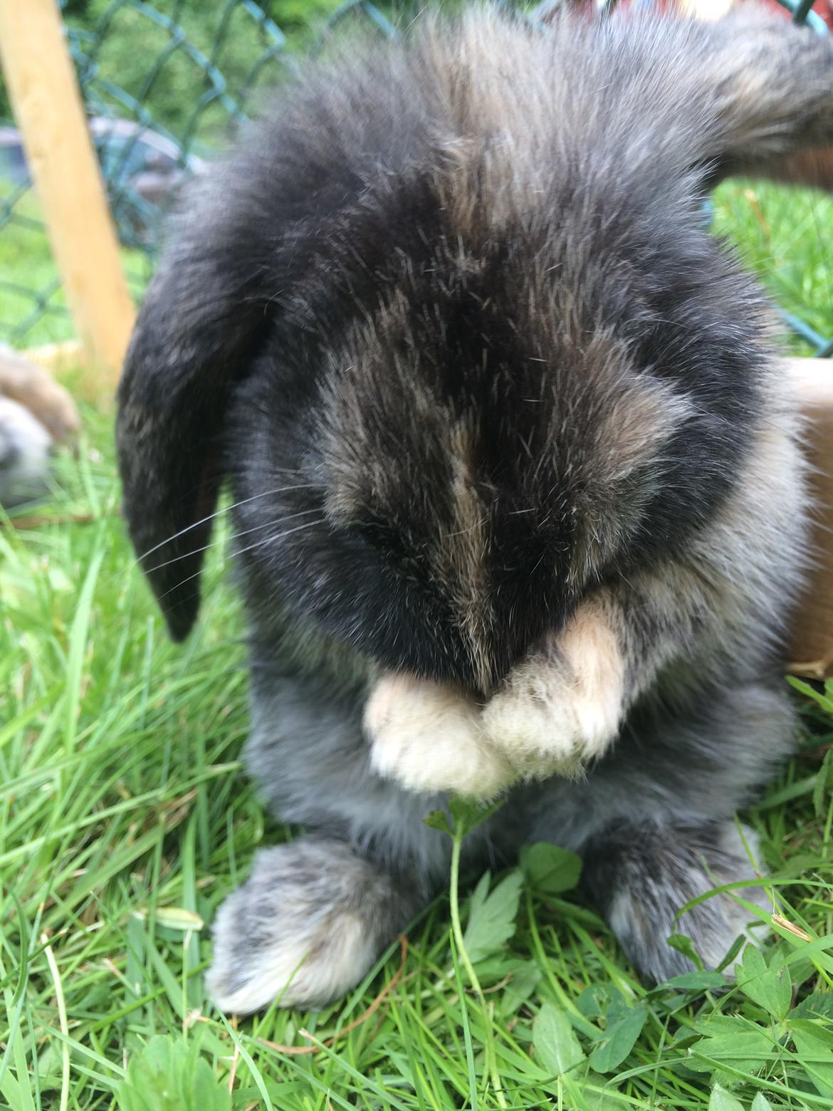 Kanin Stampe billede 18